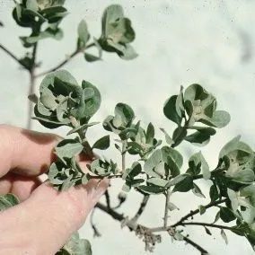 thumbnail for publication: Garberia heterophylla Garberia